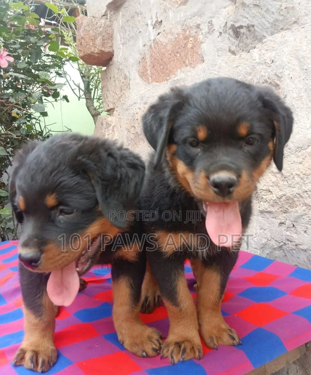 1-3 months Male Purebred Rottweiler