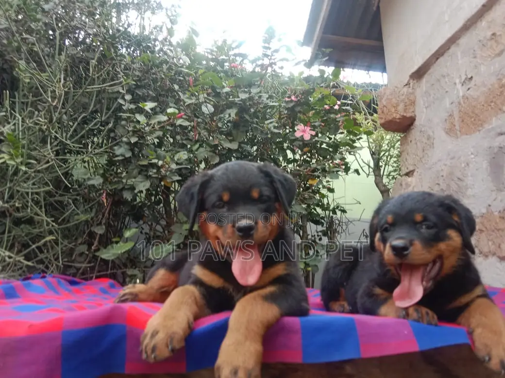 1-3 months Male Purebred Rottweiler