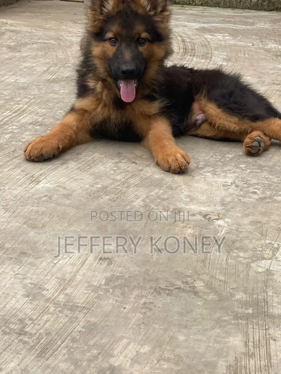 1-3 months Male Purebred German Shepherd
