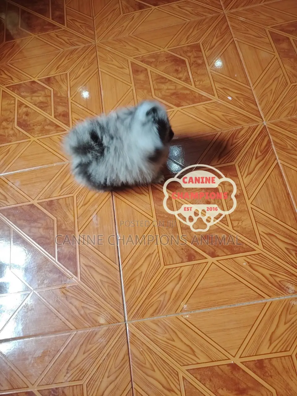 1-3 months Female Purebred Pomeranian