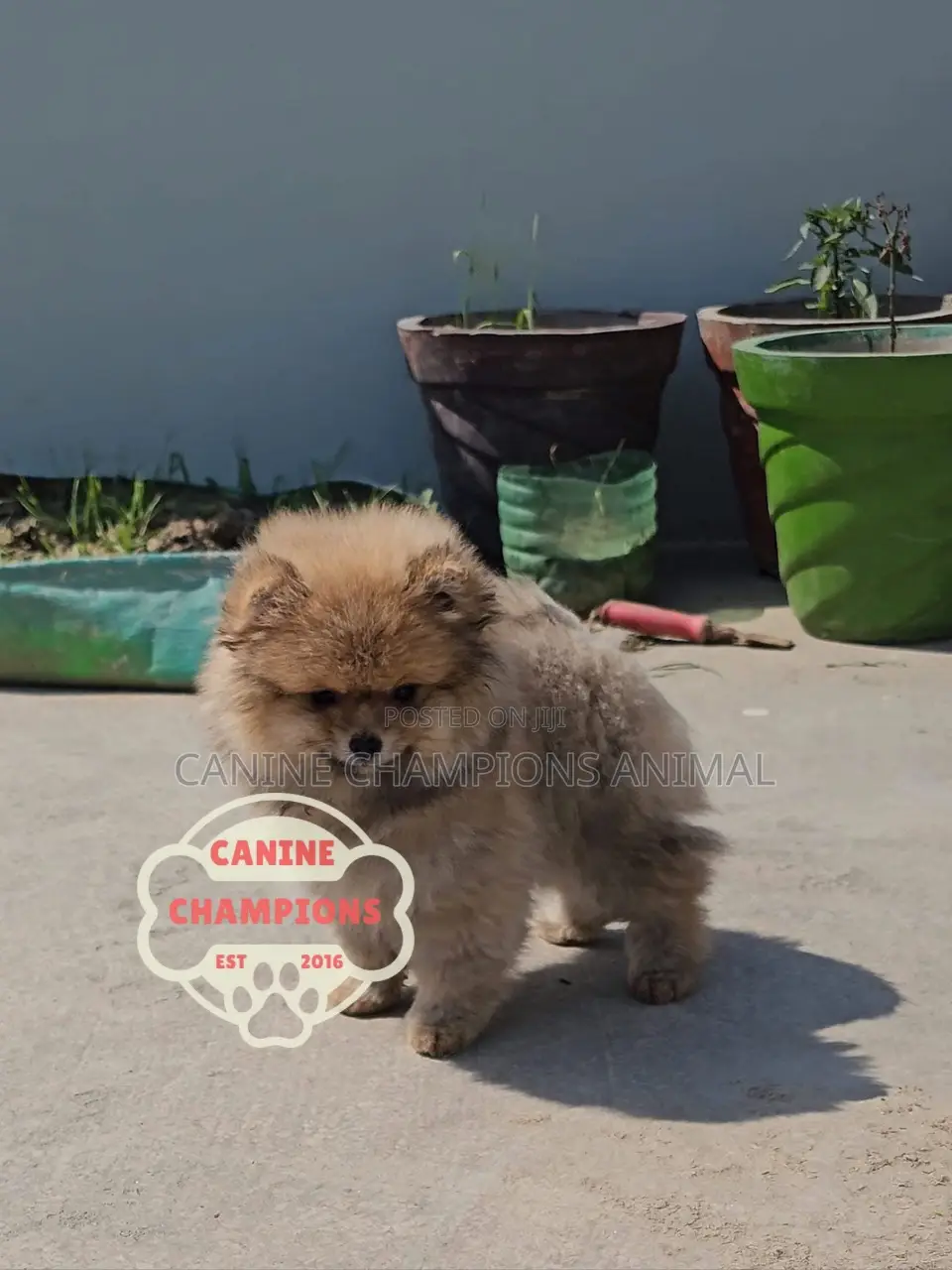 1-3 months Female Purebred Pomeranian