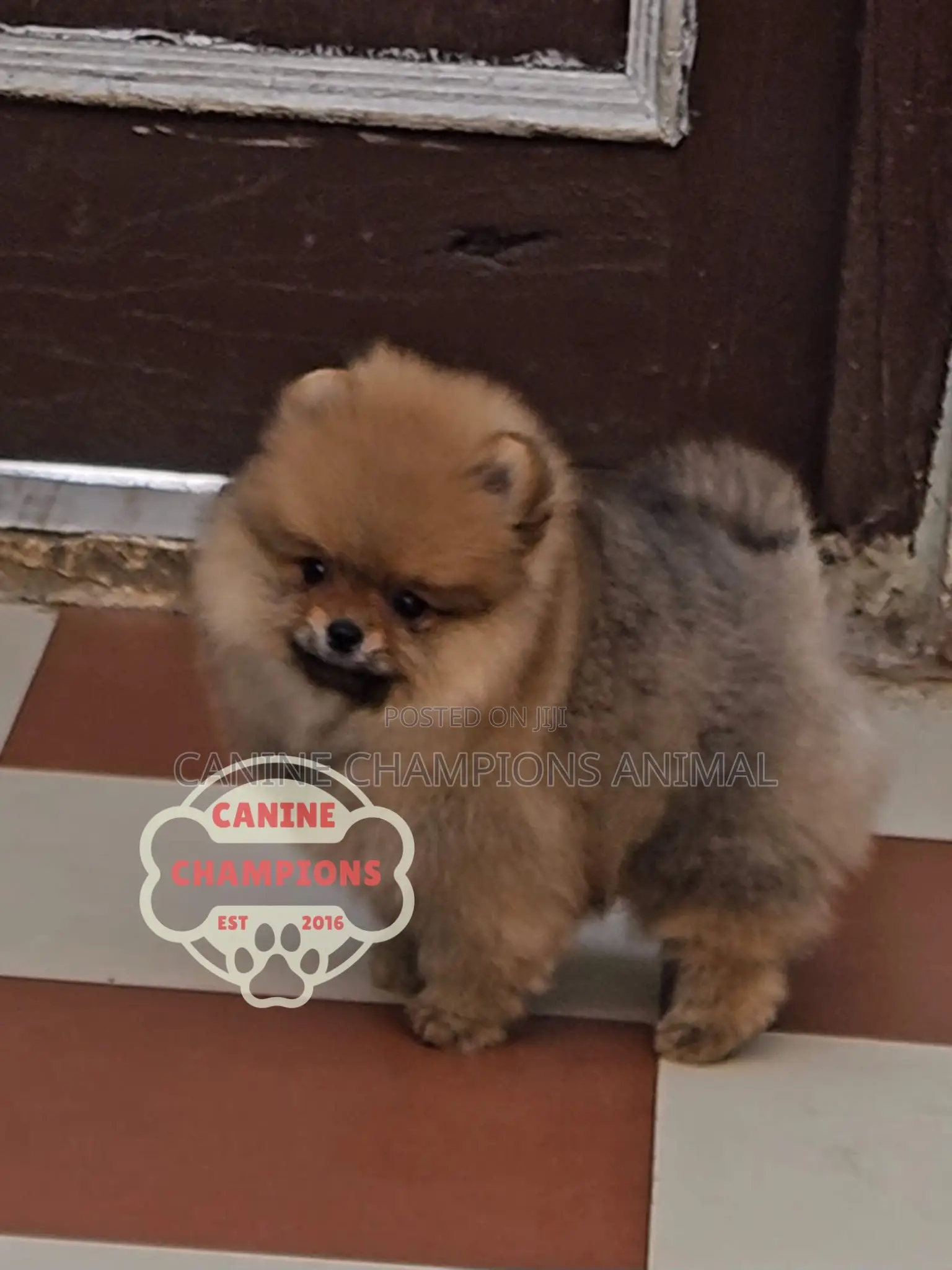 1-3 months Female Purebred Pomeranian