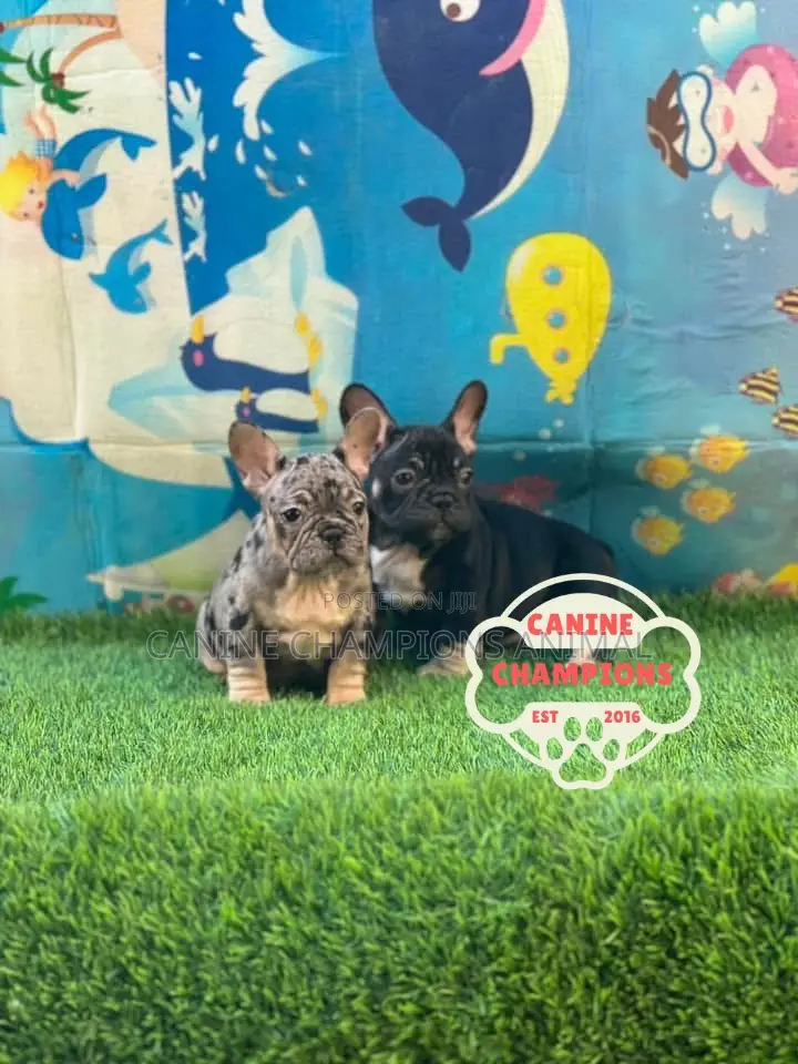 1-3 months Female Purebred French Bulldog