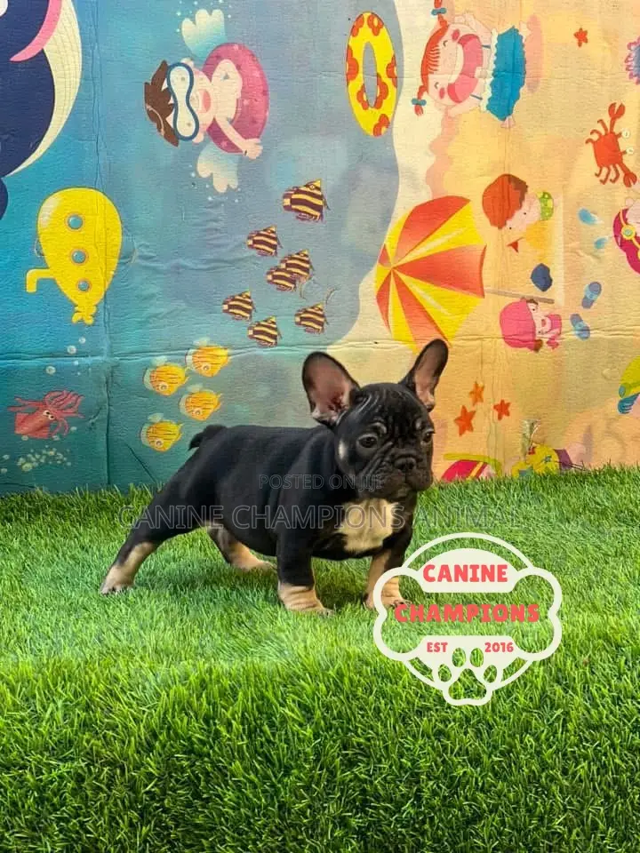 1-3 months Female Purebred French Bulldog