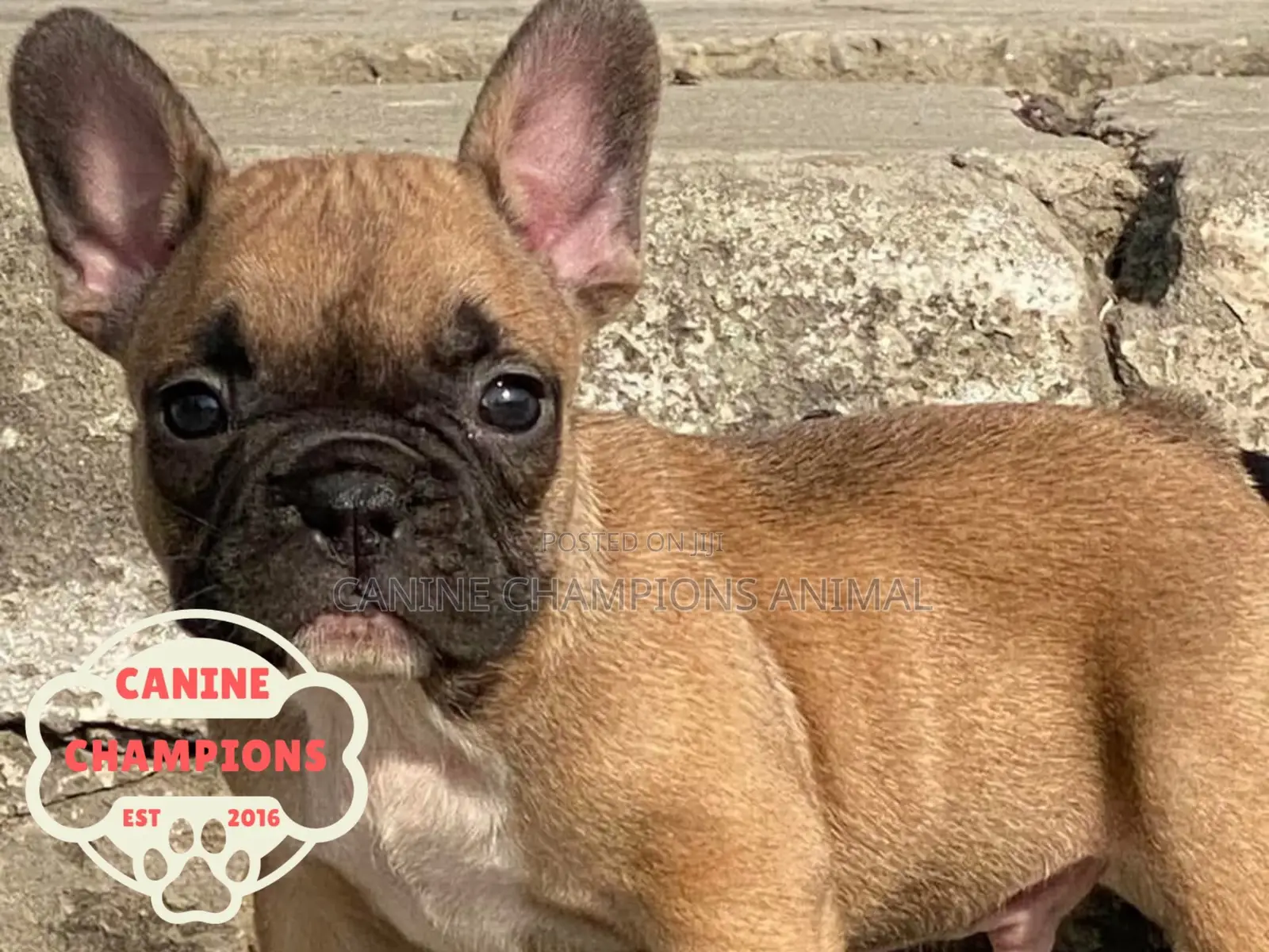 1-3 months Female Purebred French Bulldog
