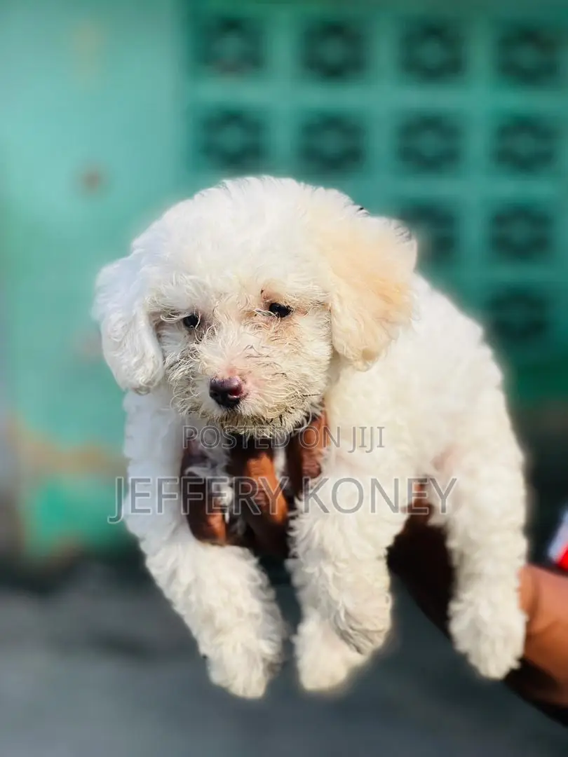 1-3 months Male Purebred Poodle
