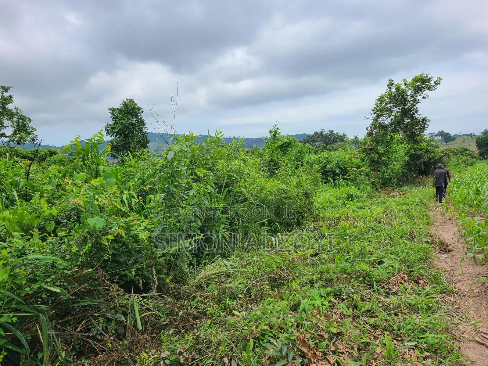 5000 Acres Farm Land For Sale Or Lease