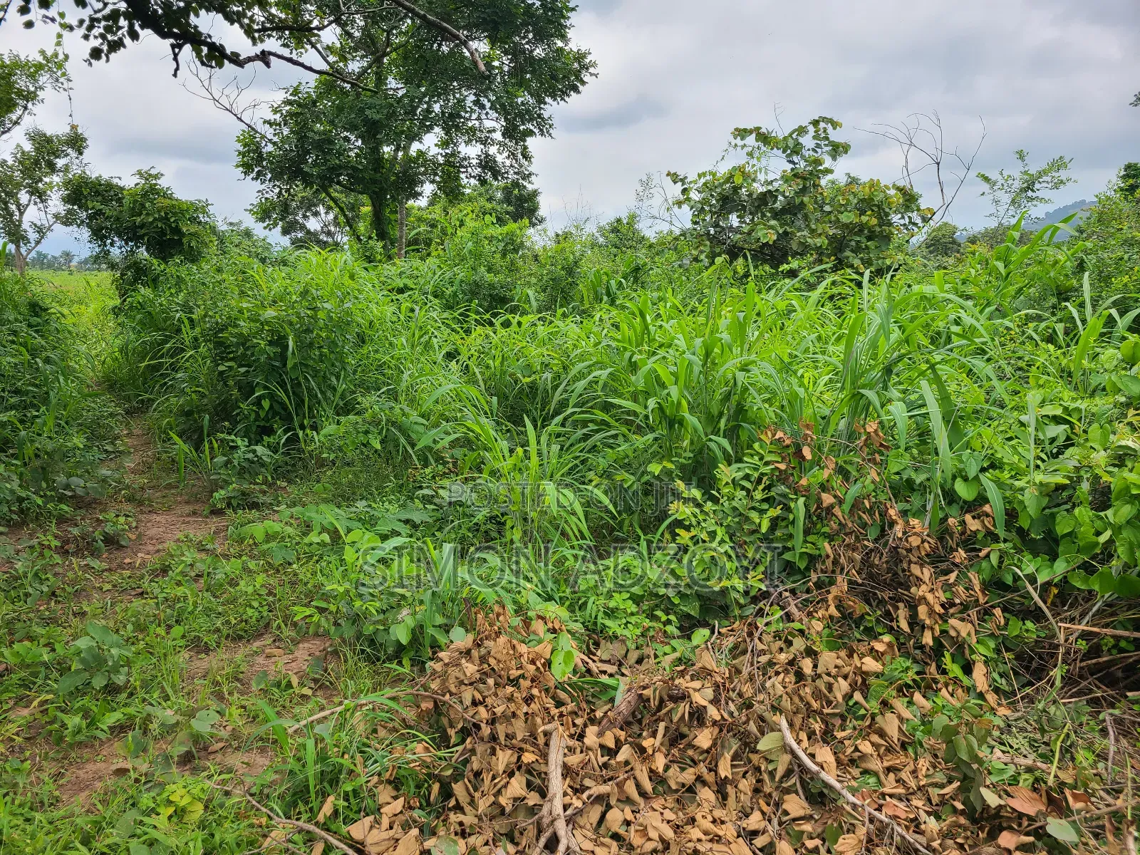 5000 Acres Farm Land For Sale Or Lease