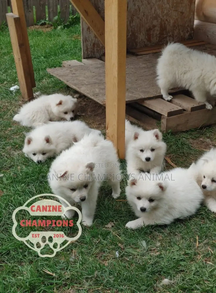 1-3 months Female Purebred American Eskimo