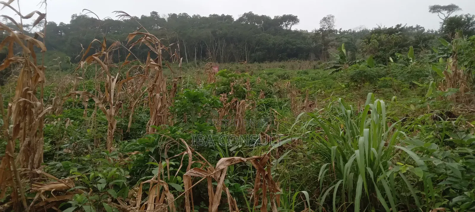 16 Acres of Registered Land for Sale at Aburi