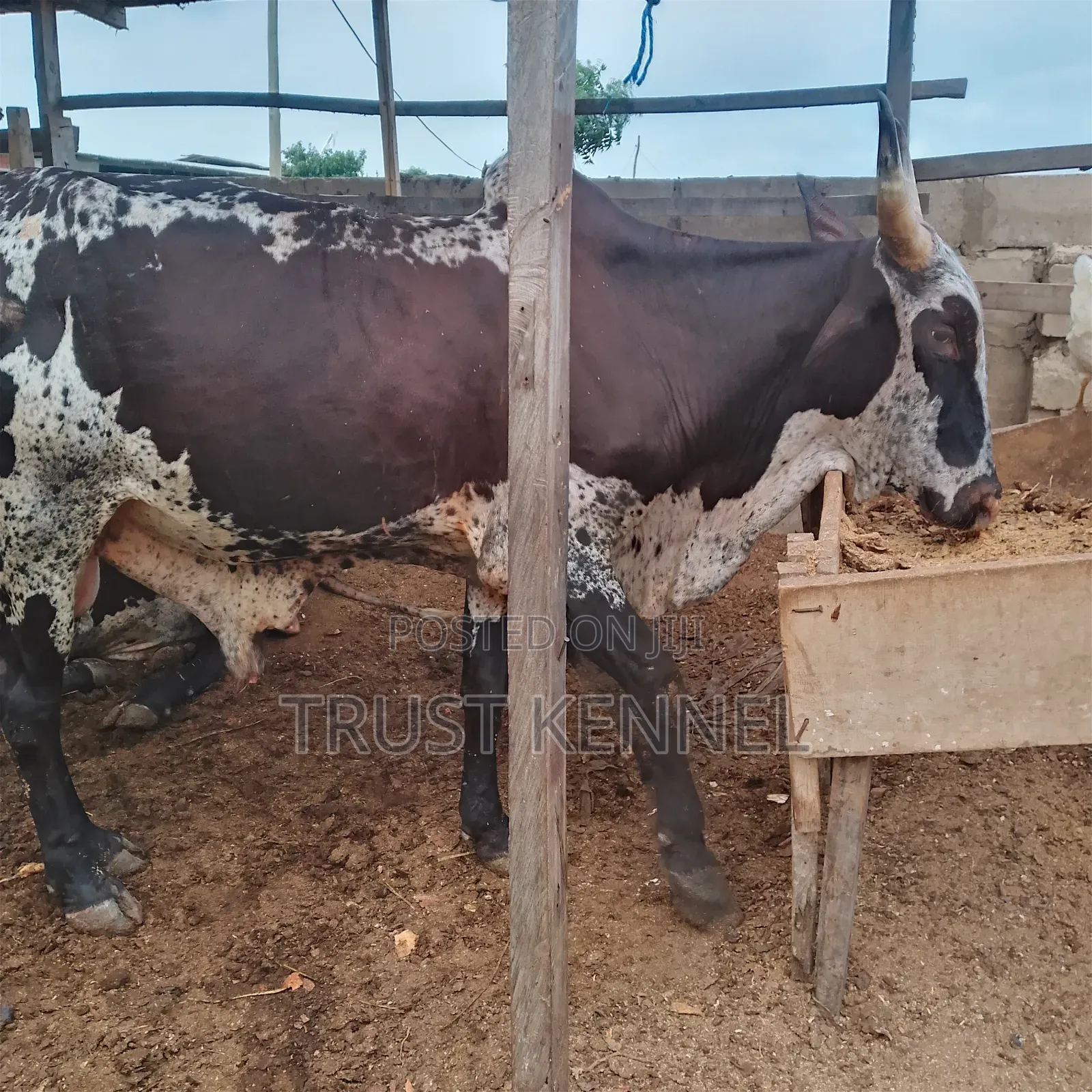 Healthy Cows