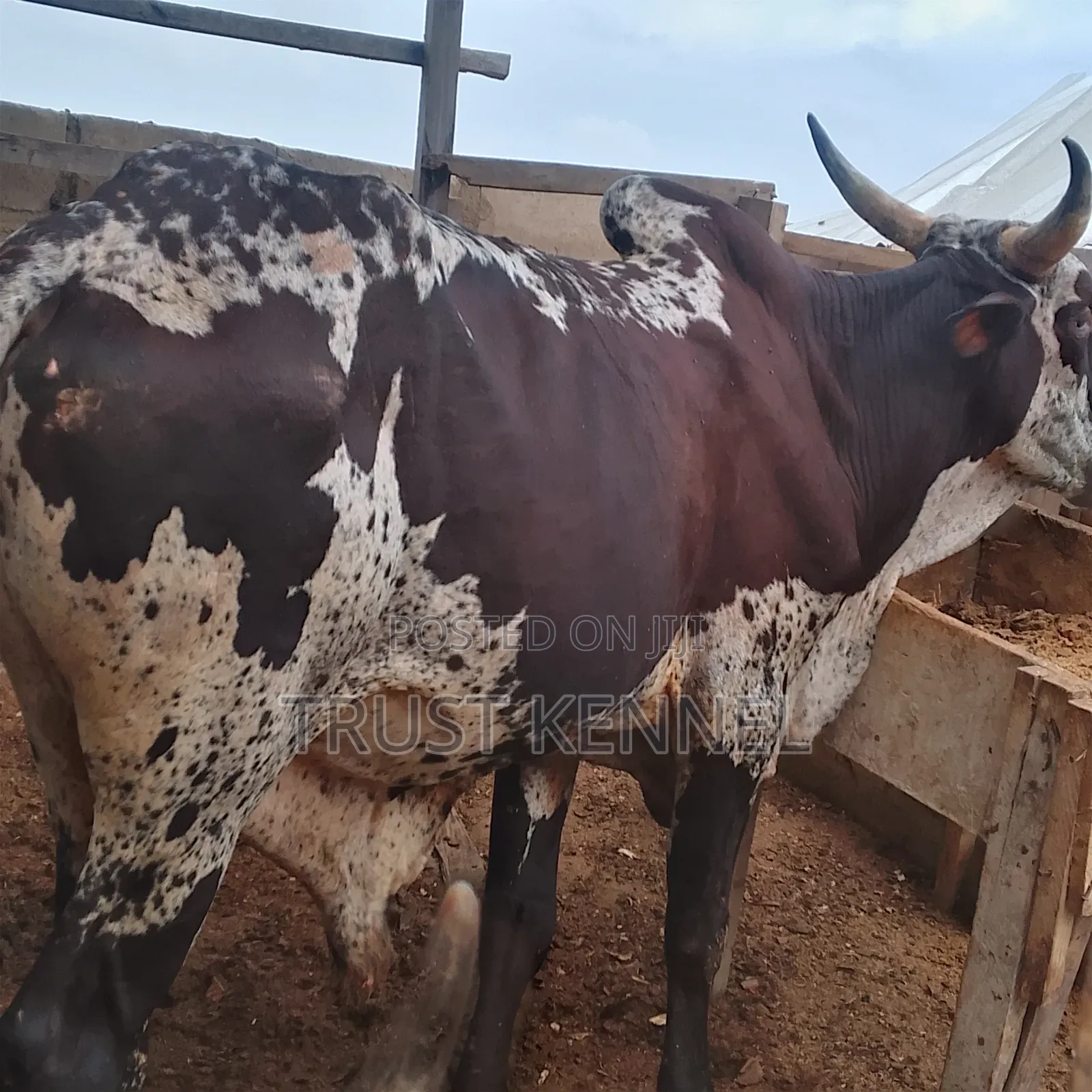 Healthy Cows