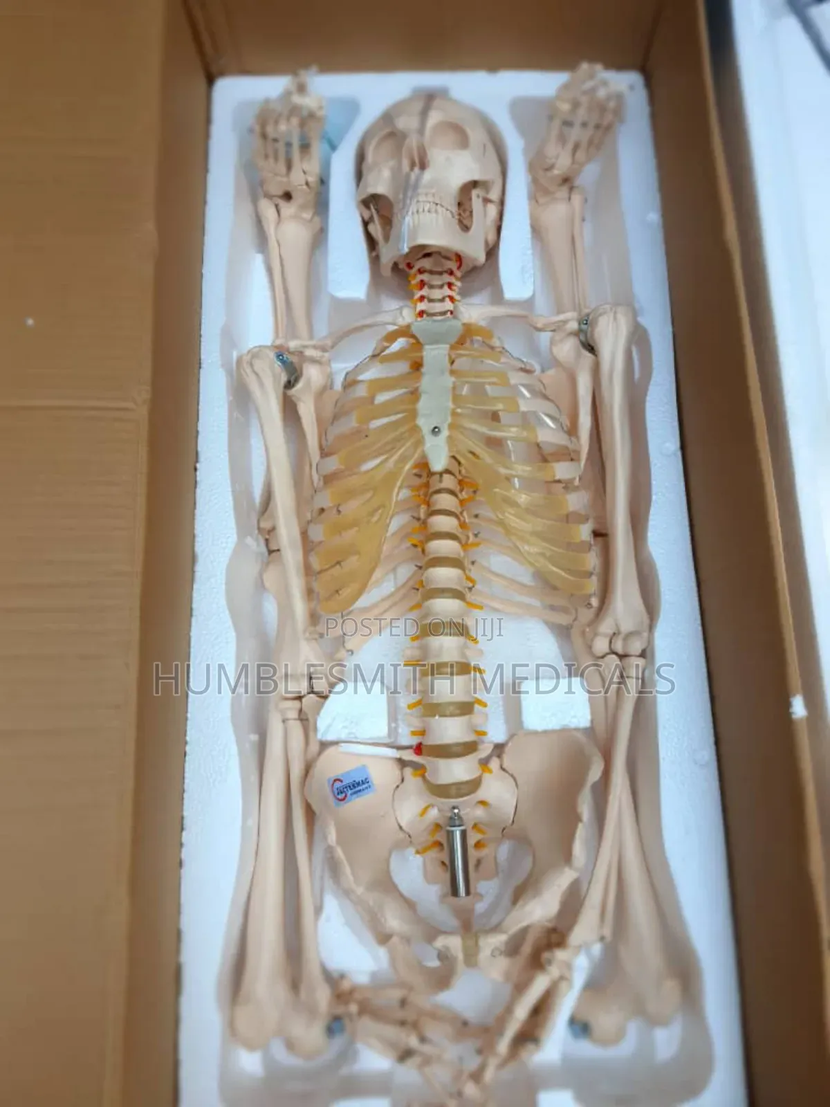 Human Skeleton