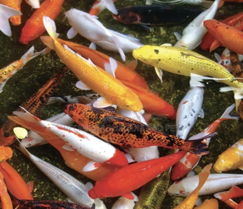 Koi Fish ( Bigger Size )