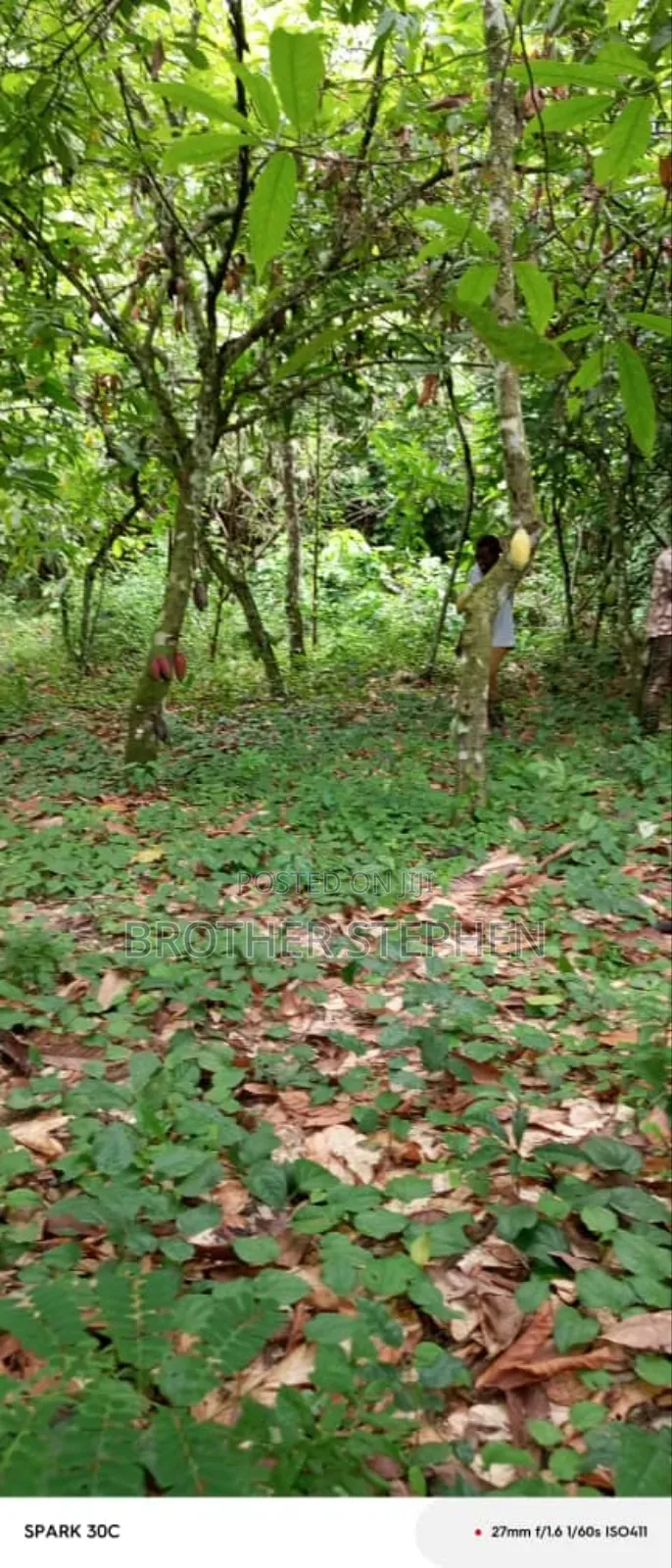 25,000 Acres Of Registered Farmland For Sale At Asamankese.