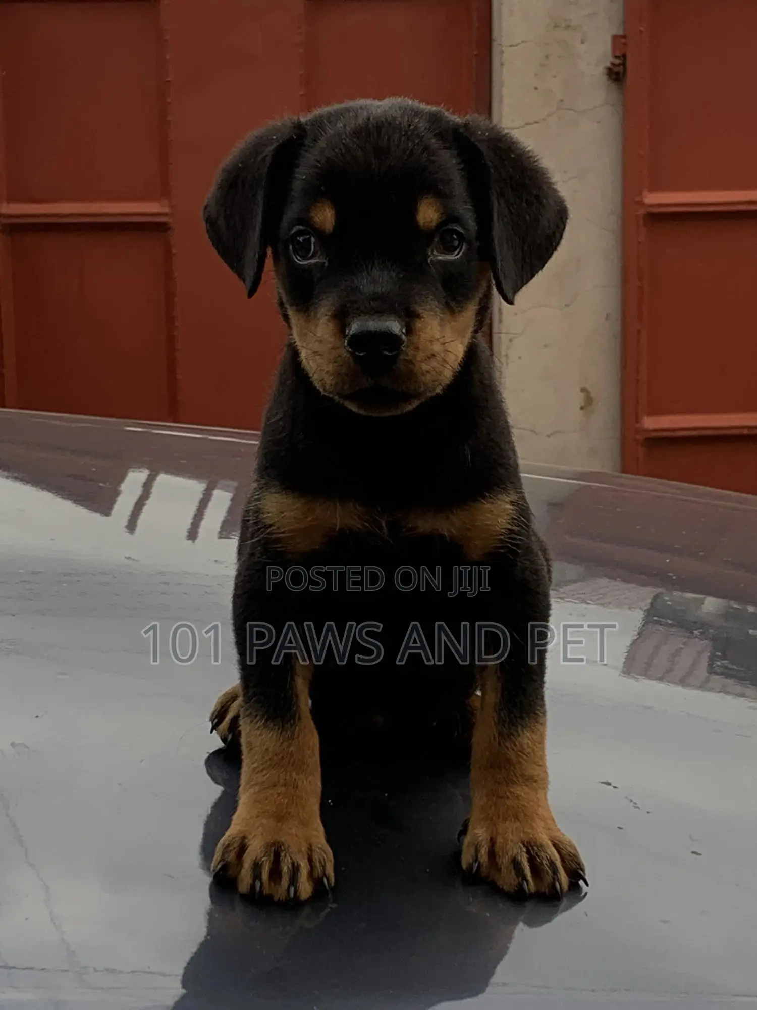 1-3 months Male Purebred Rottweiler