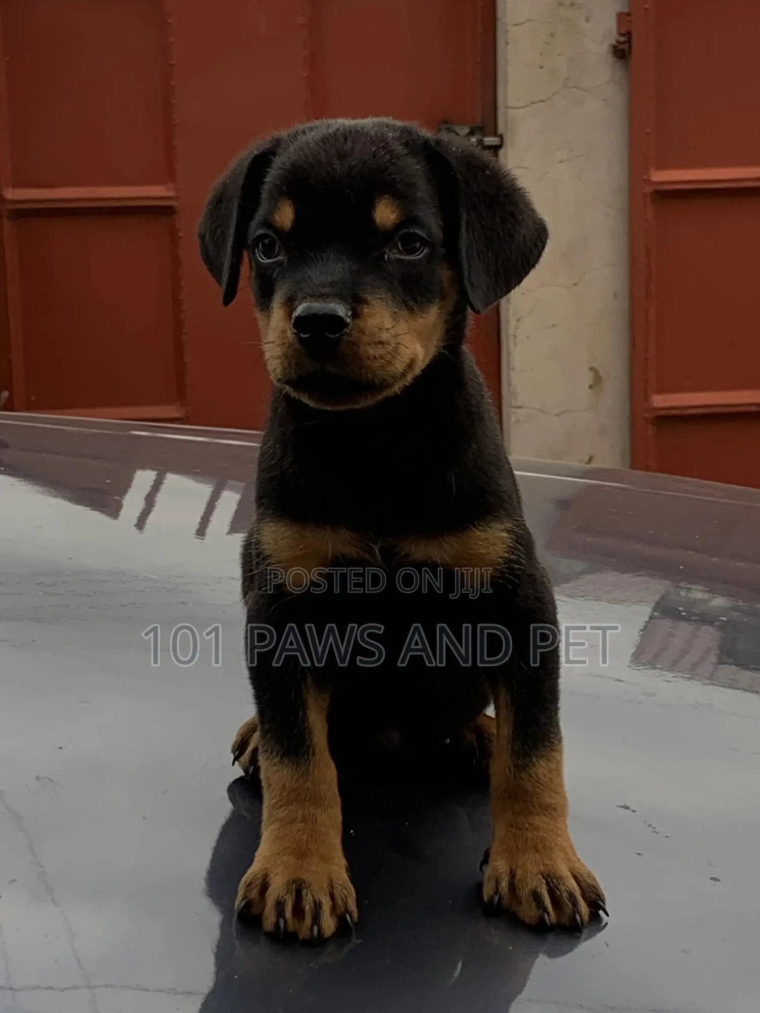 1-3 months Male Purebred Rottweiler