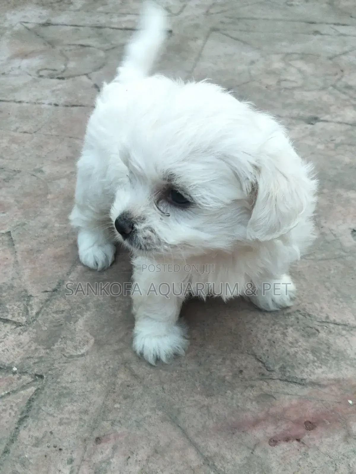 1-3 months Male Purebred Maltese