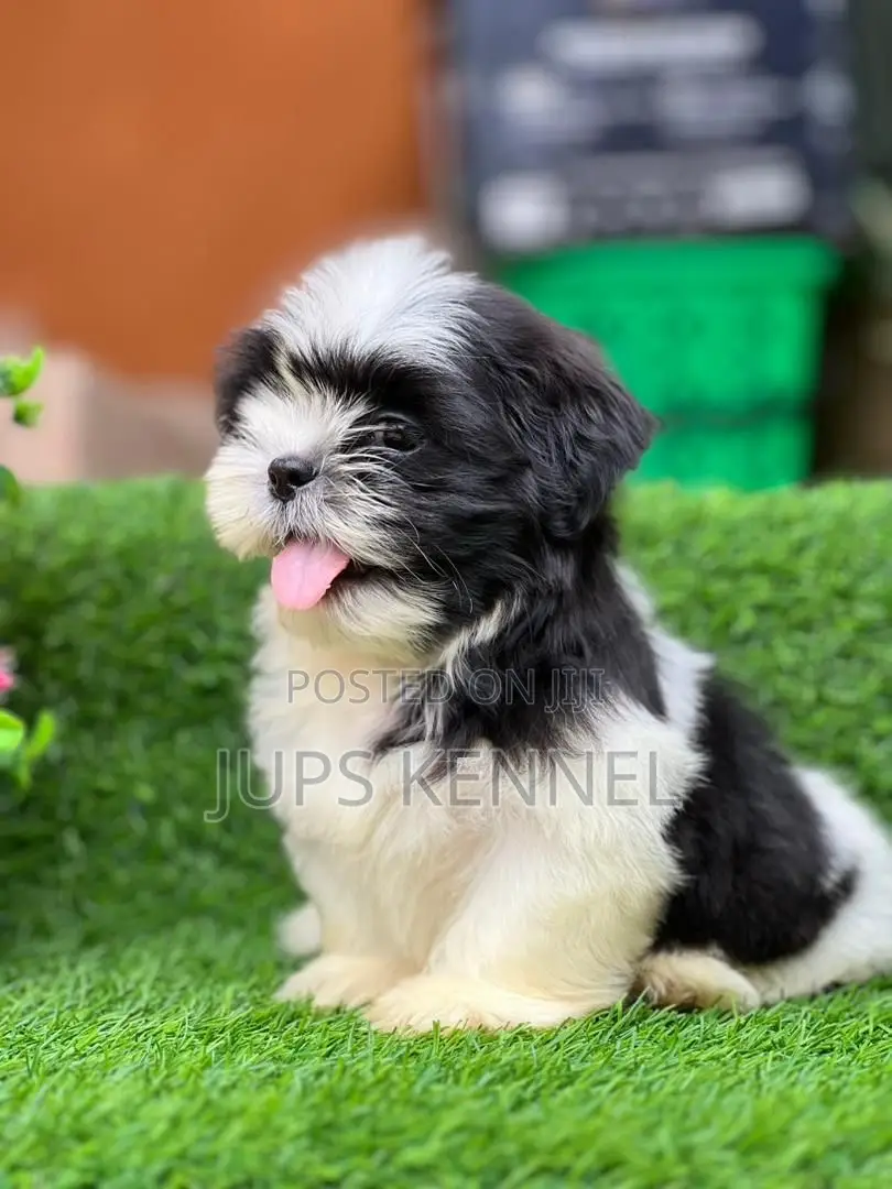 1-3 months Female Purebred Shih Tzu