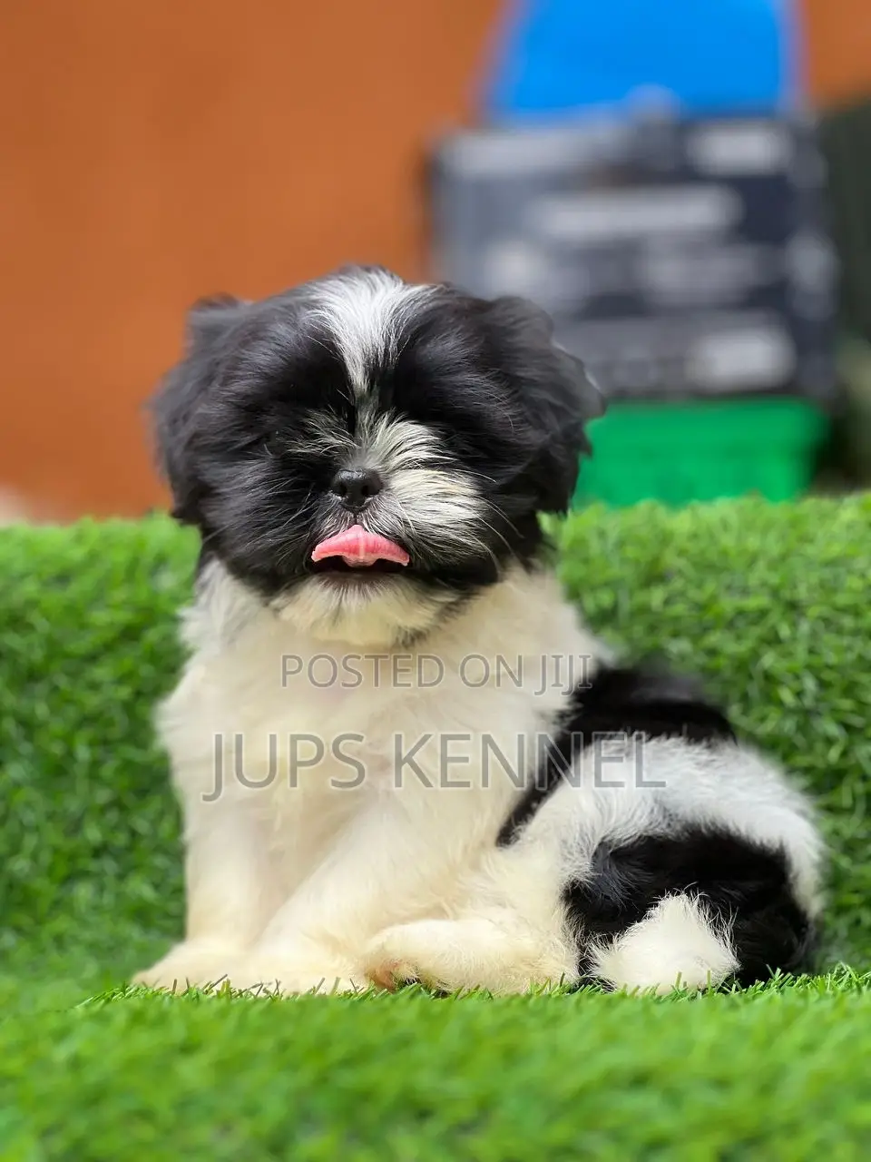 1-3 months Female Purebred Shih Tzu