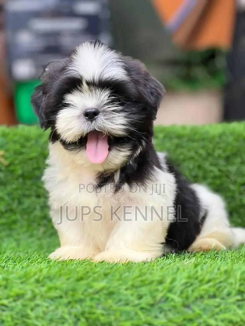 1-3 months Female Purebred Shih Tzu