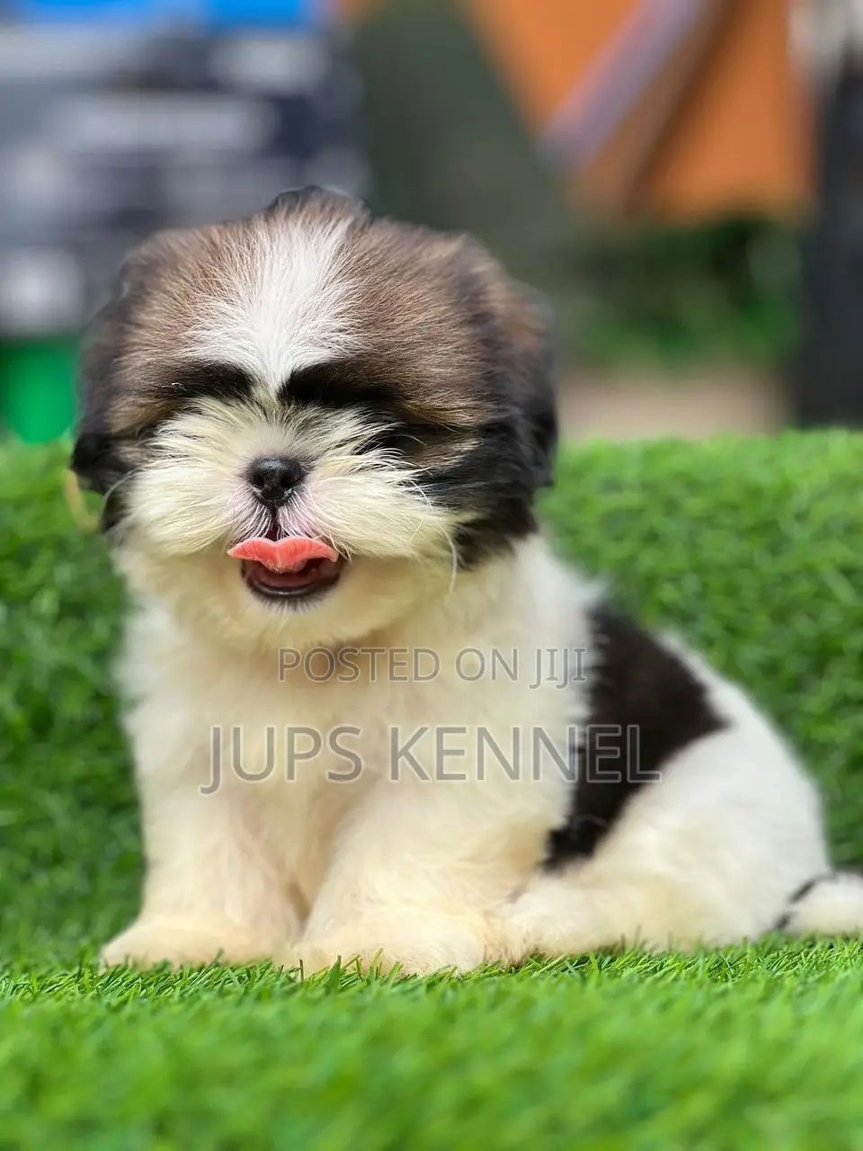1-3 months Female Purebred Shih Tzu