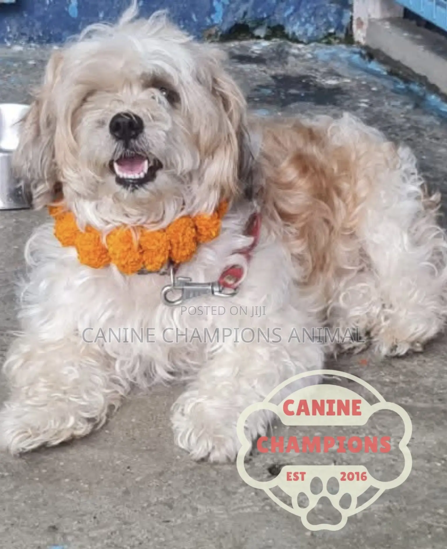 1-3 months Female Purebred Poodle