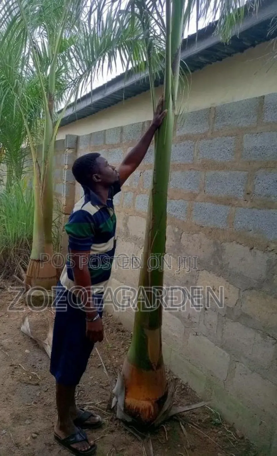 Matured Royal Palm