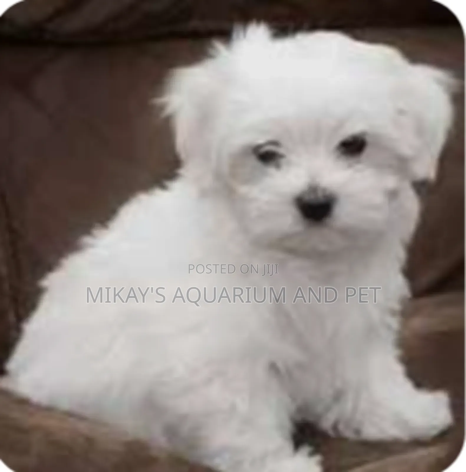 Maltese Poodle Dogs