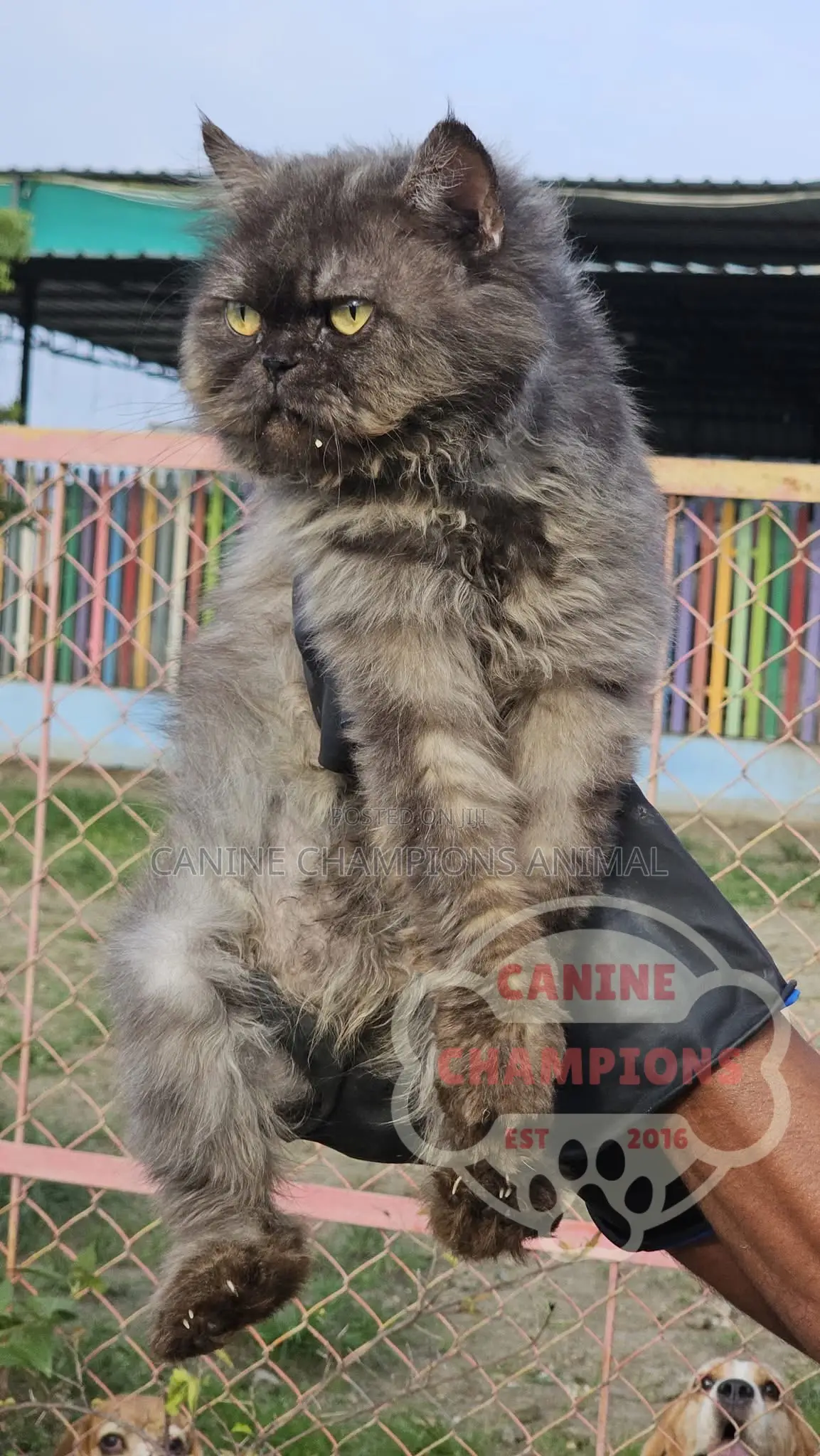 6-12 months Female Purebred Persian