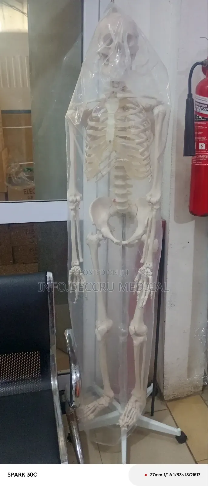 Skeletal System