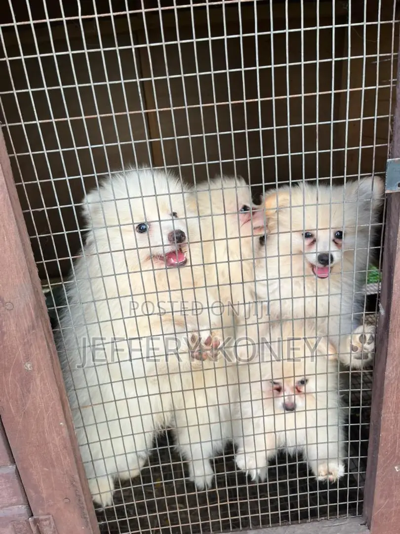 1-3 months Female Purebred Pomeranian