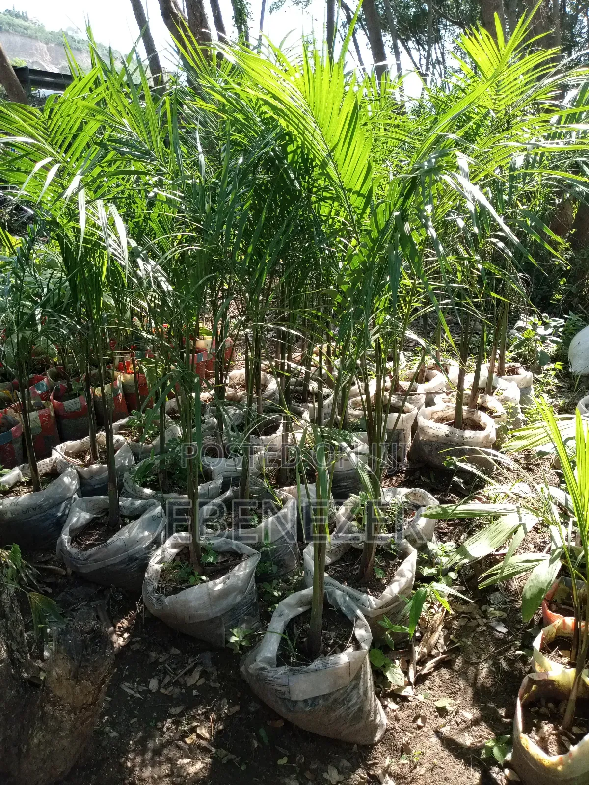 Royal Palm
