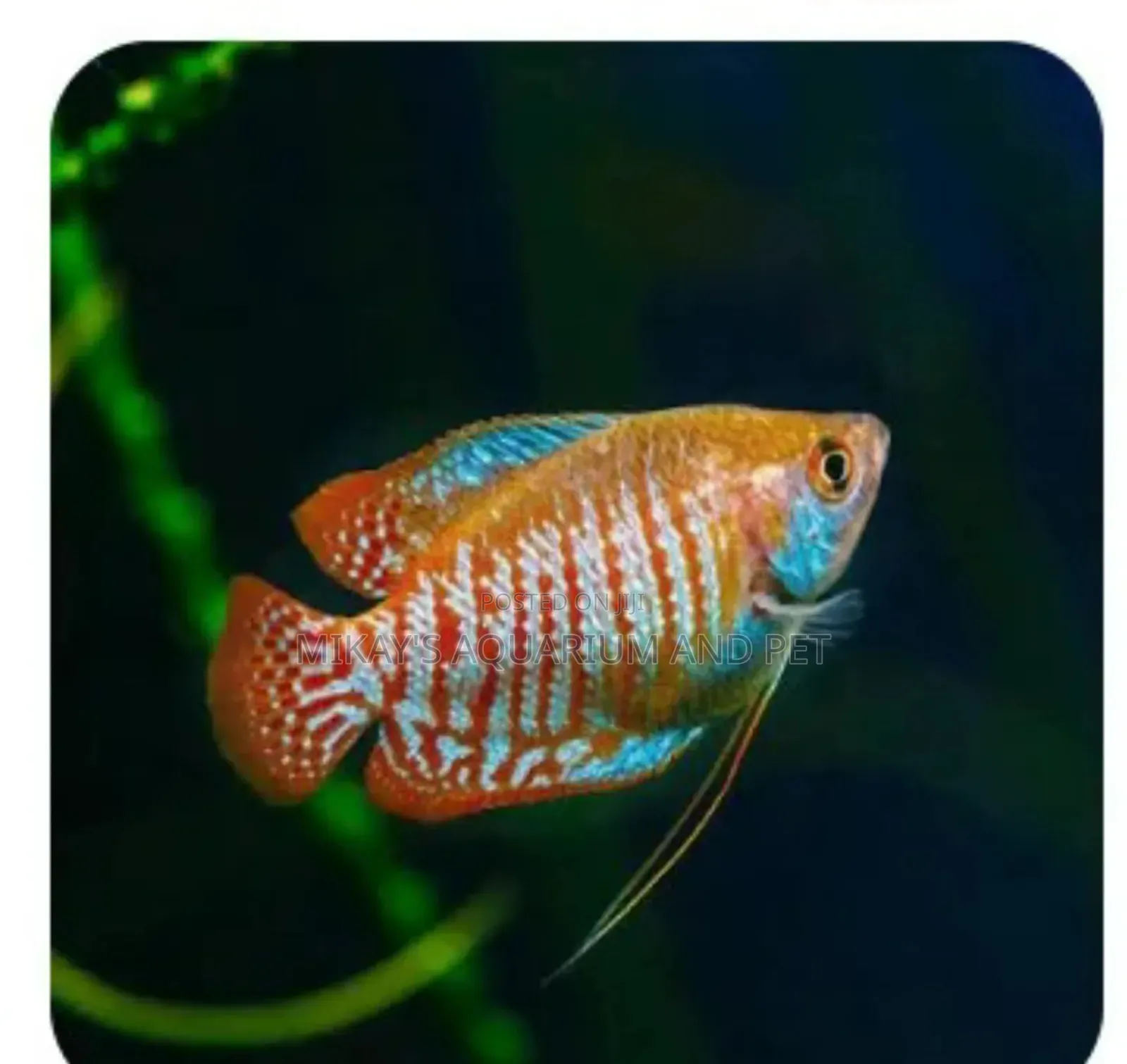 Gourami Aquarium Fishes