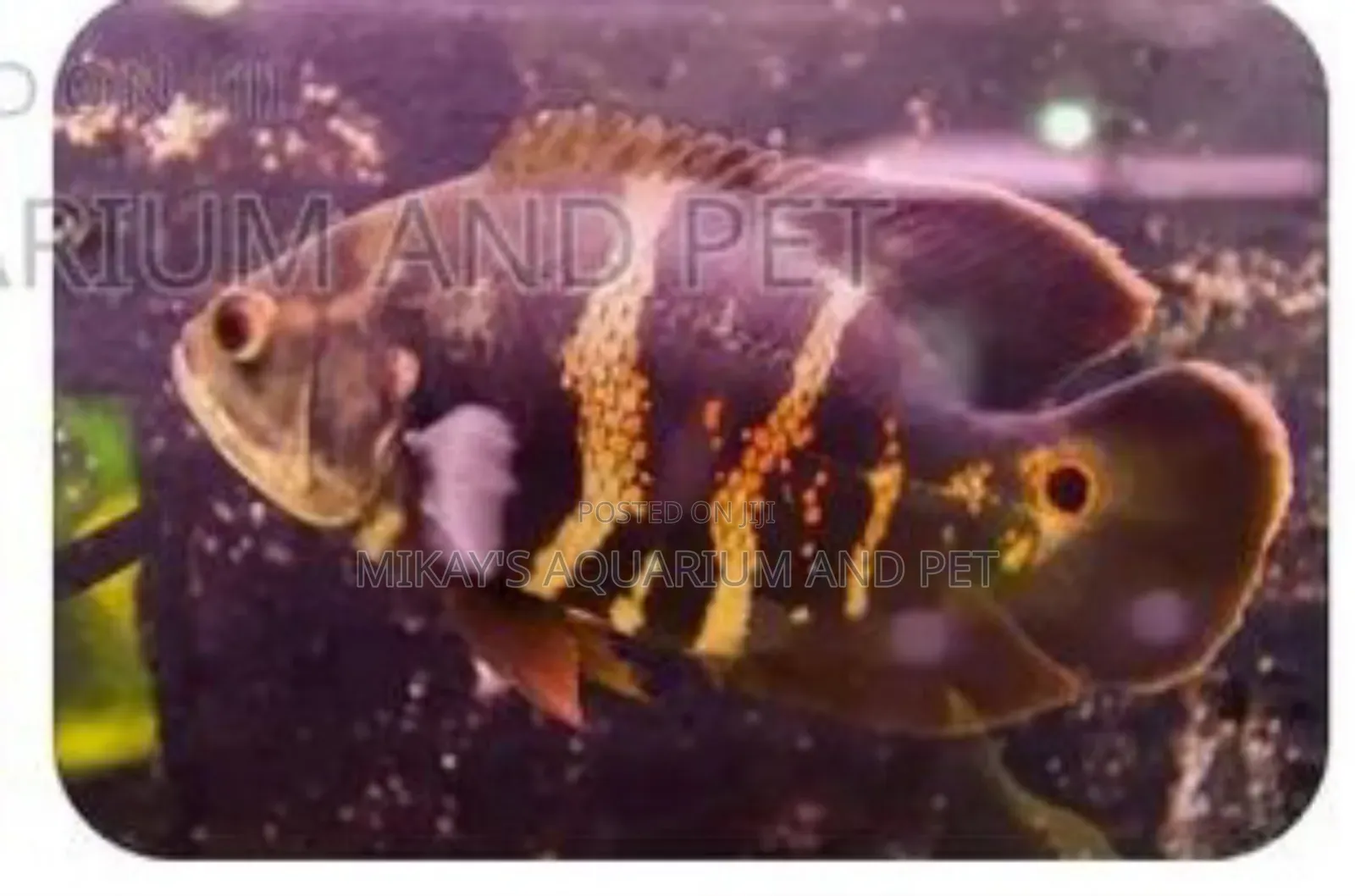 Oscar Aquarium Fishes