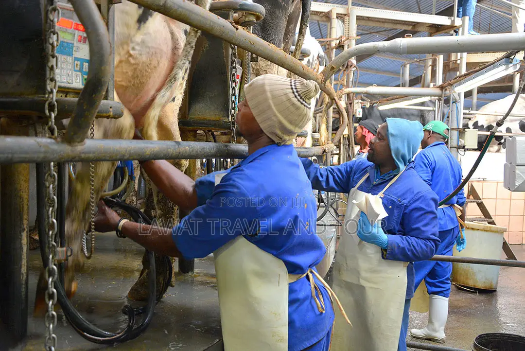Work in Belarus as a Milk Factory Worker