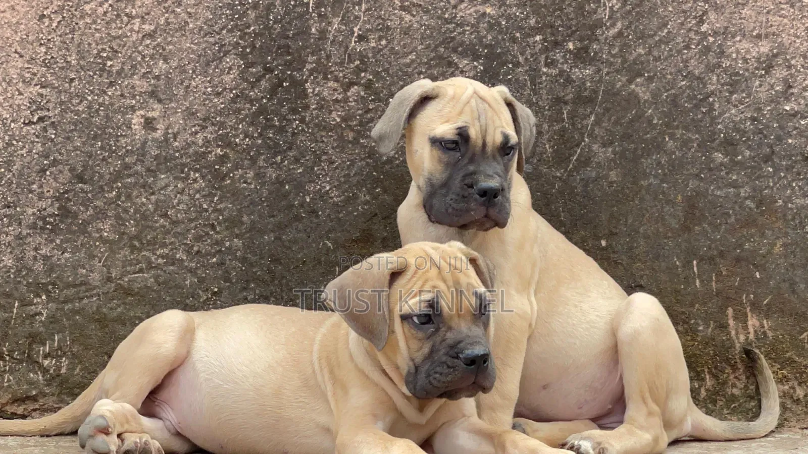 3-6 months Female Purebred Boerboel