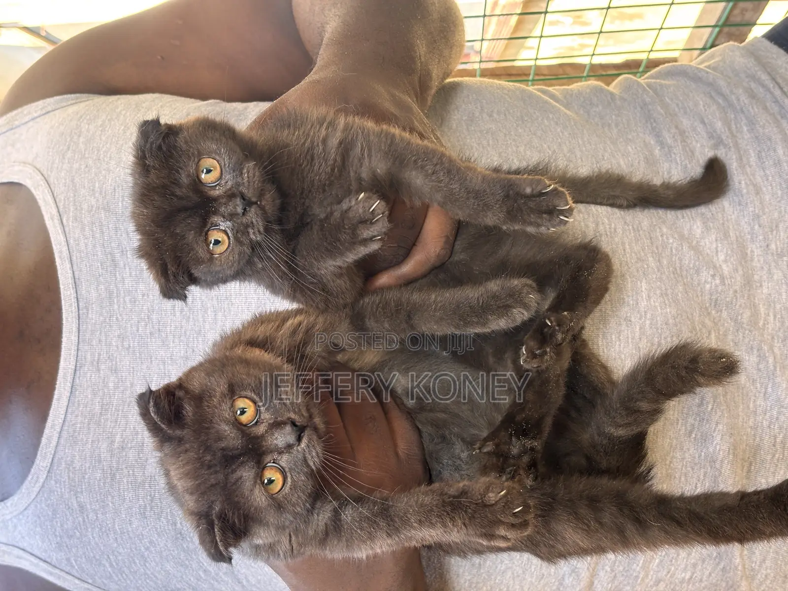 1-3 months Male Purebred Scottish Fold