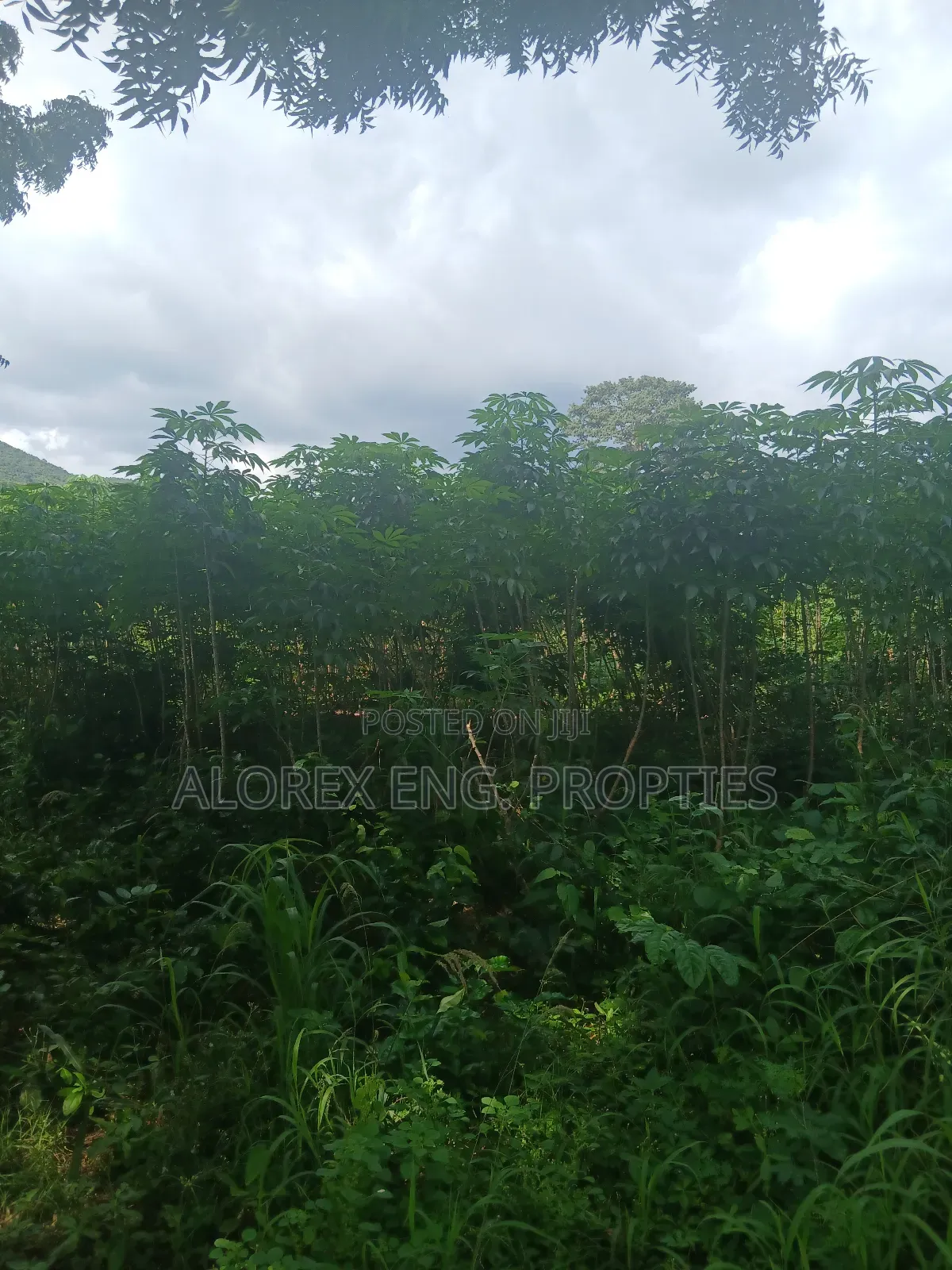 Land for Sale at Dodowa Ayikuma