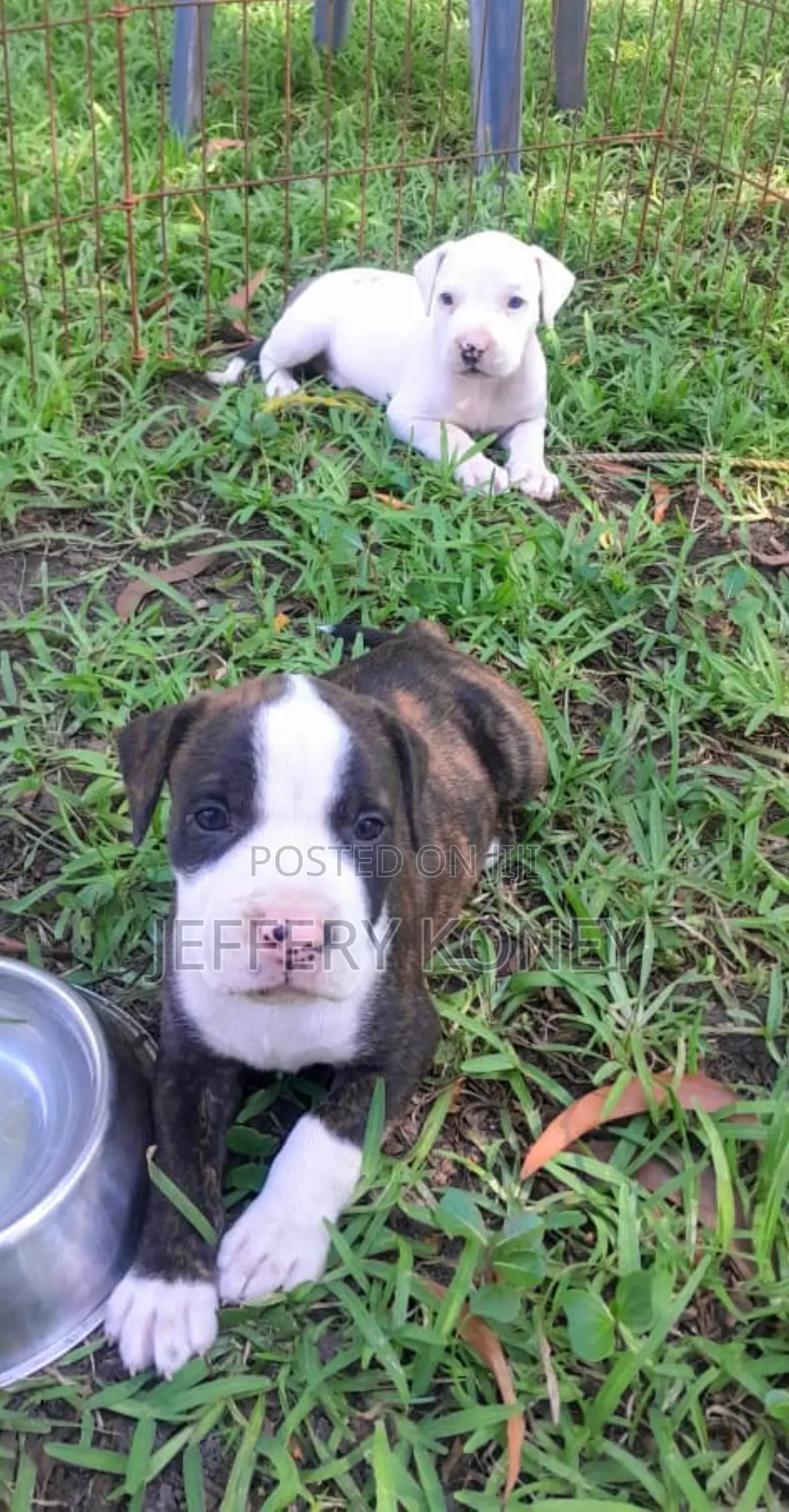 1-3 months Male Purebred American Pit Bull Terrier