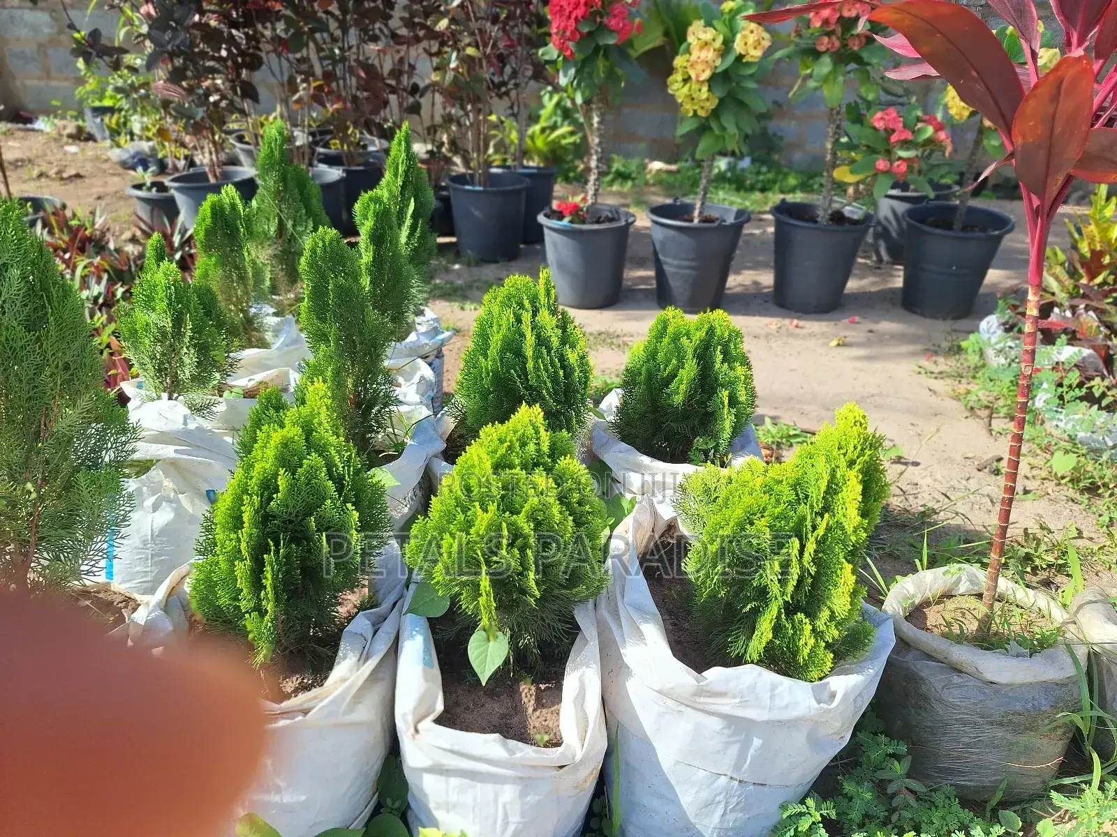 Thuja for Sale