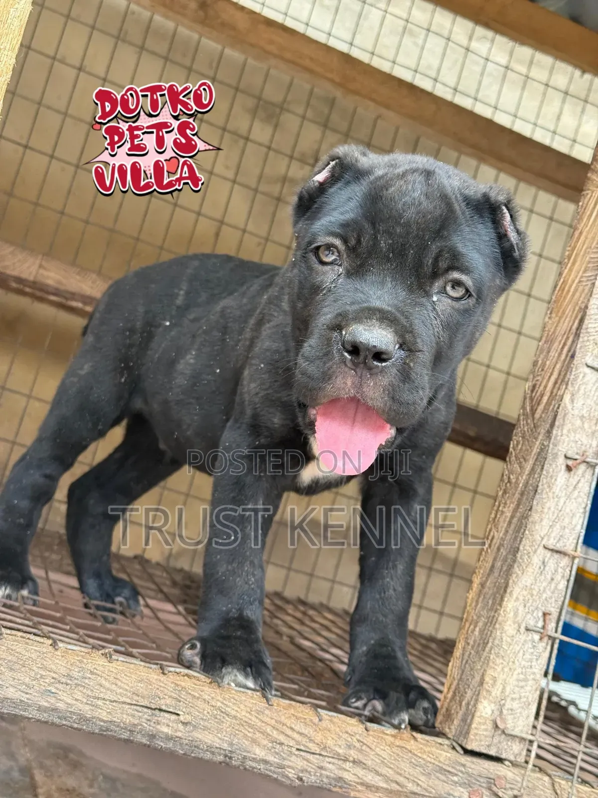 1-3 months Male Purebred Cane Corso