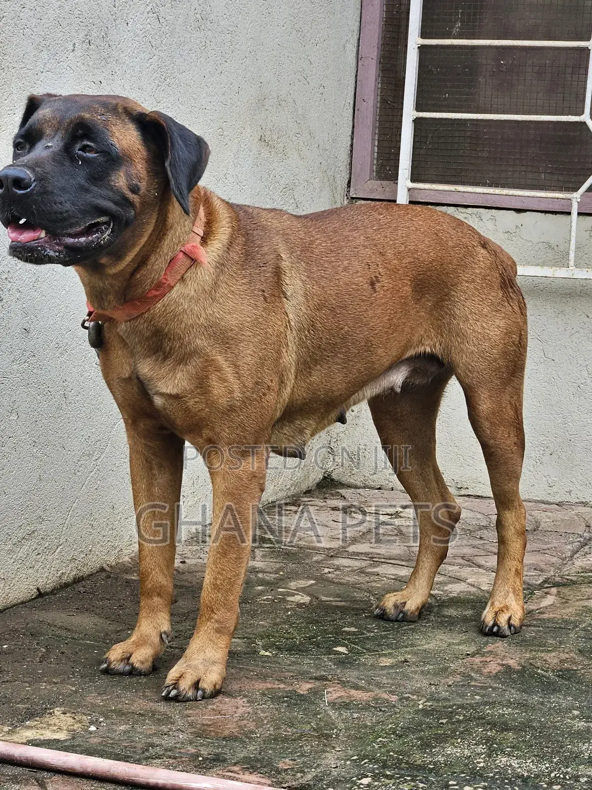 6-12 months Female Purebred Boerboel