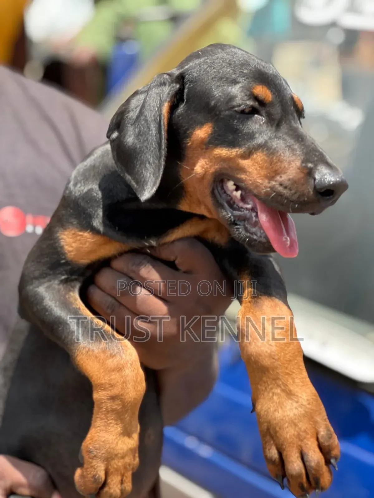 1-3 months Male Purebred Doberman Pinscher