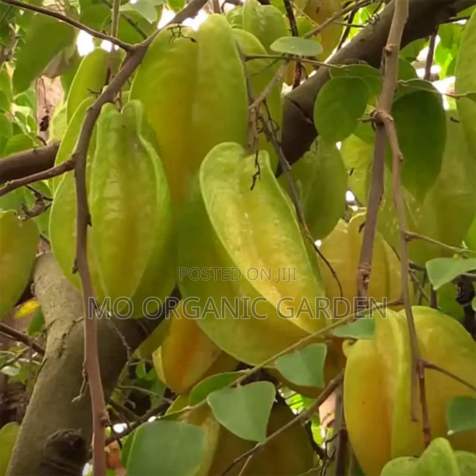 Starfruit Plant Seedling