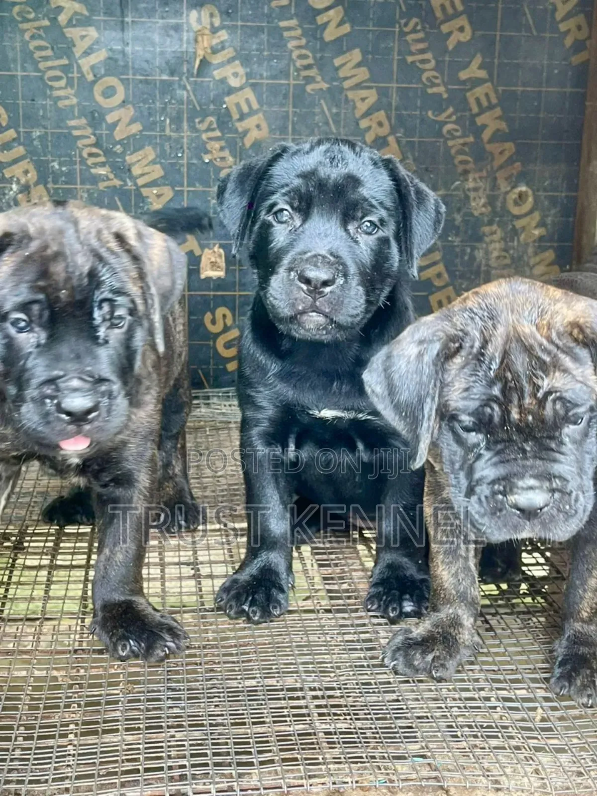1-3 months Male Purebred Cane Corso