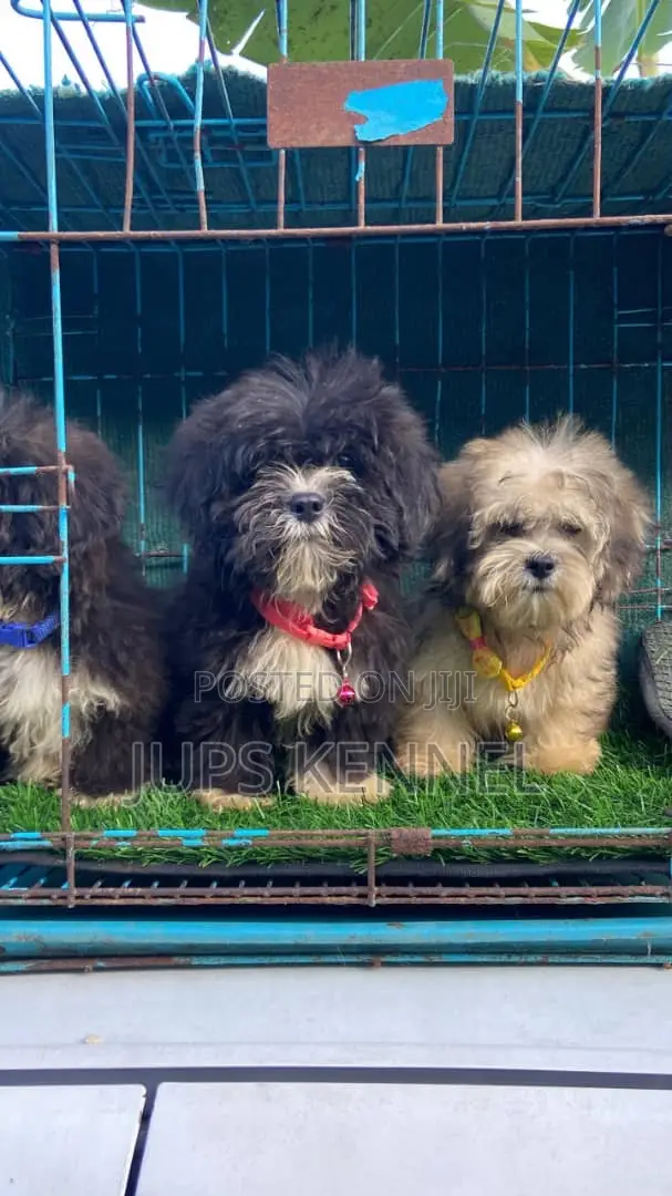 1-3 months Female Purebred Lhasa Apso