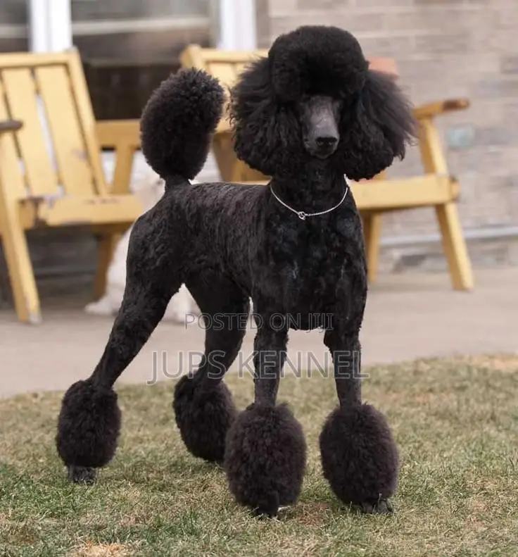 1-3 months Male Purebred Poodle