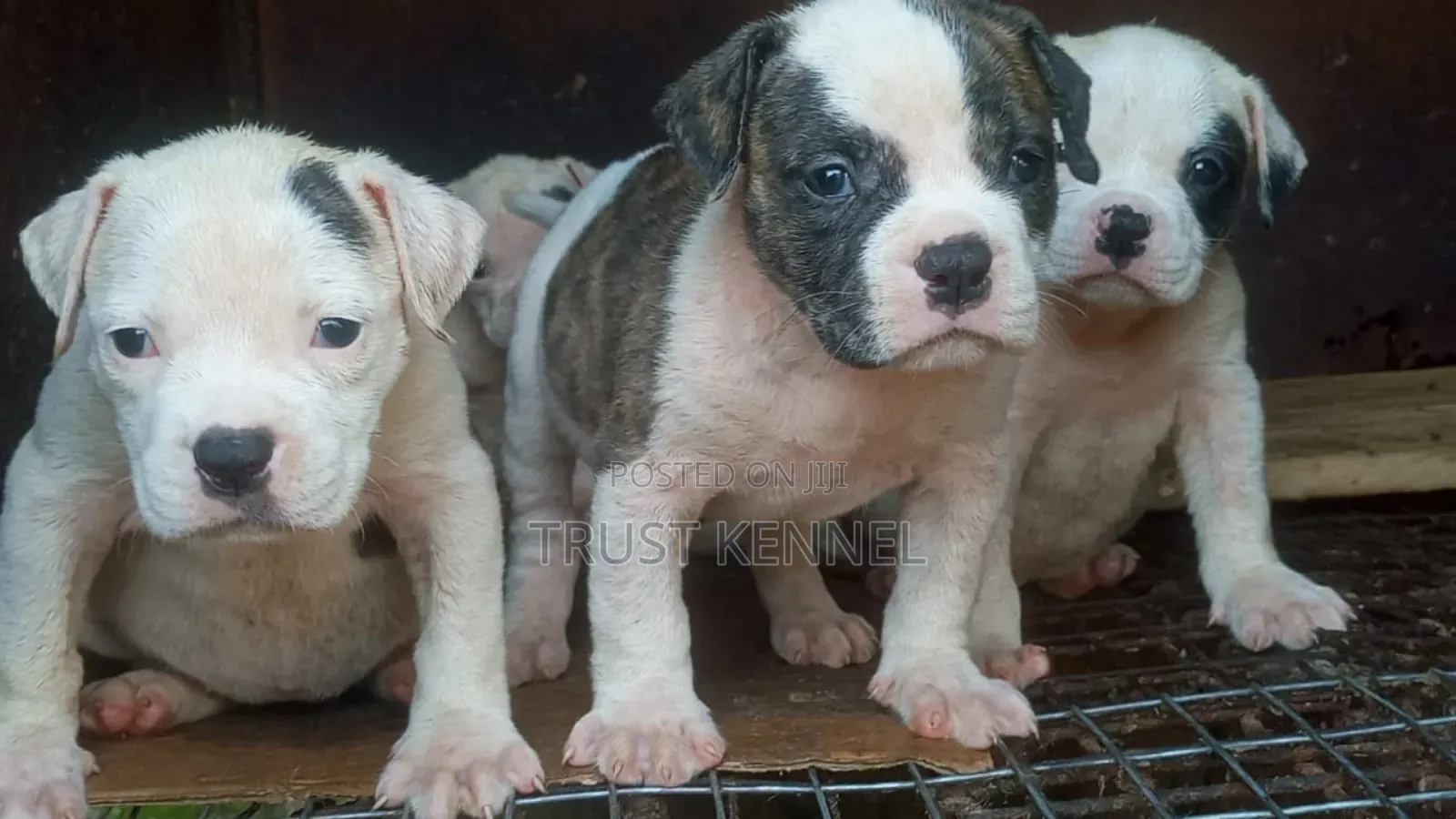 1-3 months Female Purebred American Pit Bull Terrier