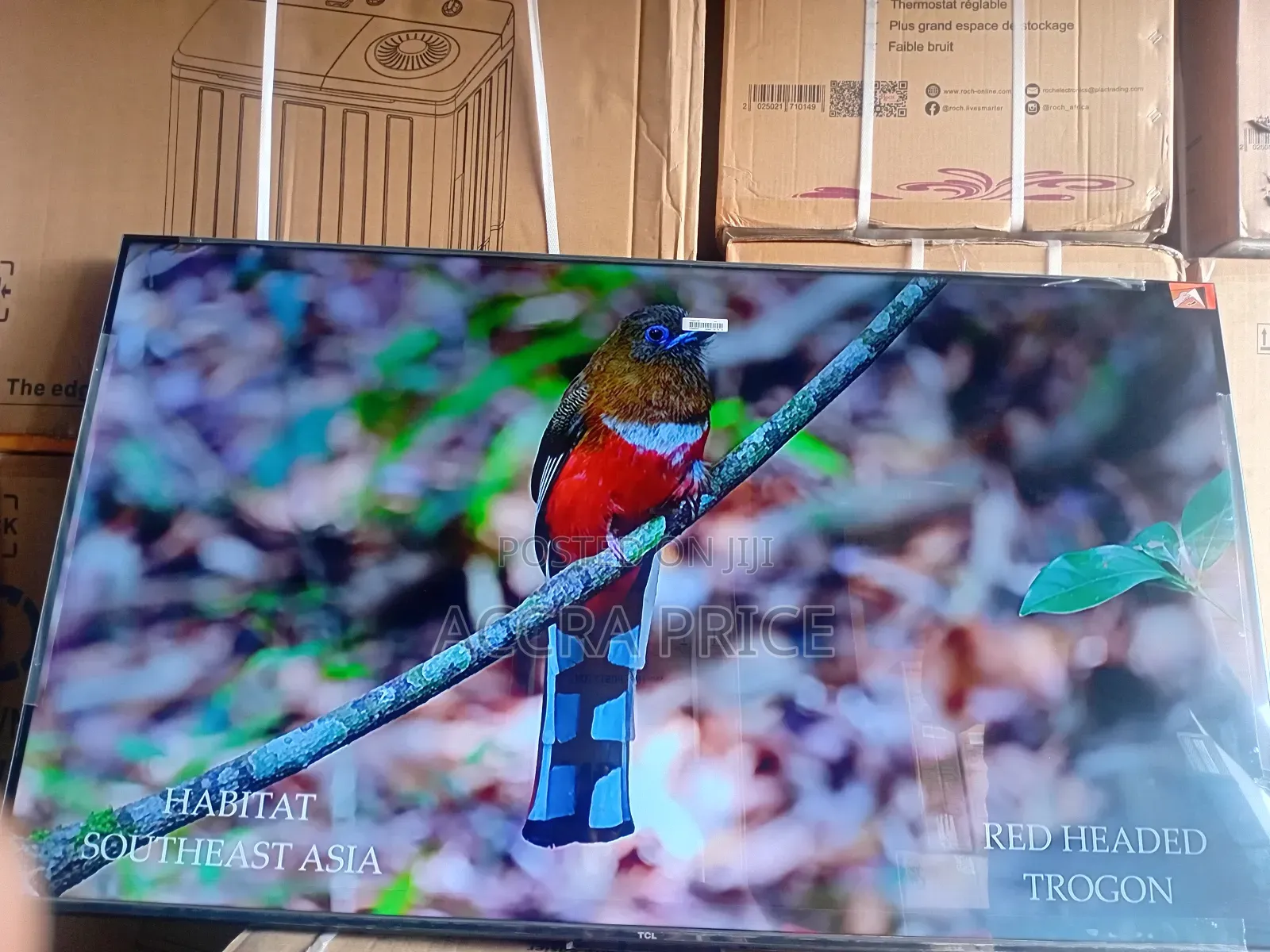 Live Memories in Dreams With Tcl55